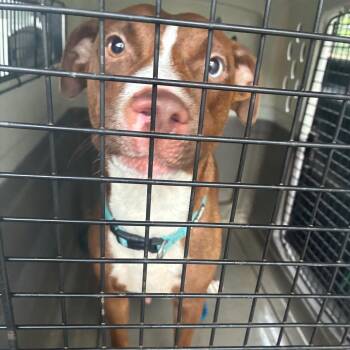 Charmer -  Terrier and Mixed Breed Dog for Adoption in Montgomery, Alabama - Charmer | PetCurious