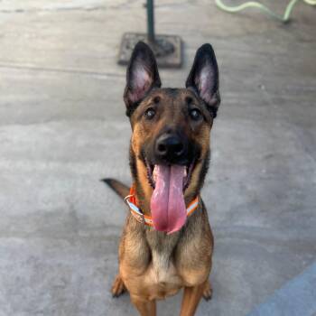 Belgian Shepherd Malinois Dogs Available for Adoption - Luca (C000-612) - Costa Mesa Location | PetCurious