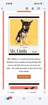 Ms Linda -  Shepherd Dog for Adoption in East Haddam, Connecticut - Ms Linda | PetCurious
