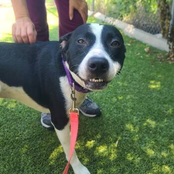 Rescue Mixed Breed Dogs for Adoption in Galveston, Texas - Willie | PetCurious