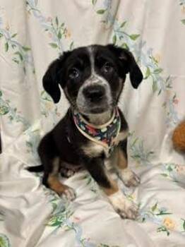 Walnut -  Border Collie Dog for Adoption in Bothell, Washington - Walnut | PetCurious
