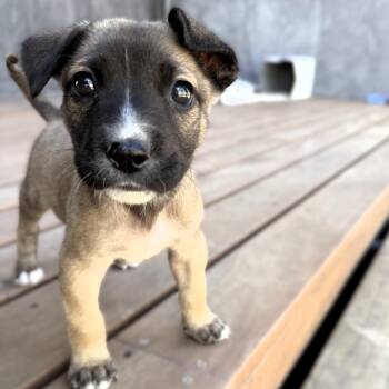 Woody -  Belgian Shepherd Malinois and Labrador Retriever Dog for Adoption in Rollingwood, Texas - Woody | PetCurious