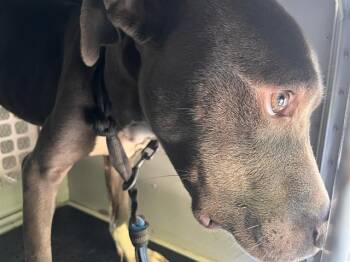 A1266054 -  Pit Bull Terrier Dog for Adoption in Charlotte, North Carolina - A1266054 | PetCurious