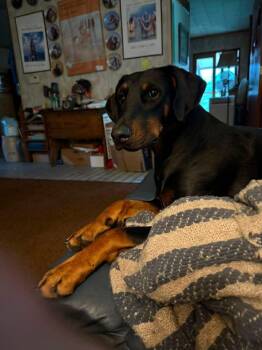 Thor -  Doberman Pinscher Dog for Adoption in Fleetwood, Pennsylvania - Thor | PetCurious