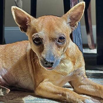 Chihuahua Dogs Available for Adoption - Clove | PetCurious