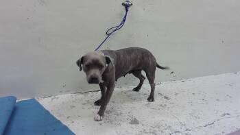 Staffordshire Bull Terrier and Mixed Breed Dogs Available for Adoption - INEZ | PetCurious