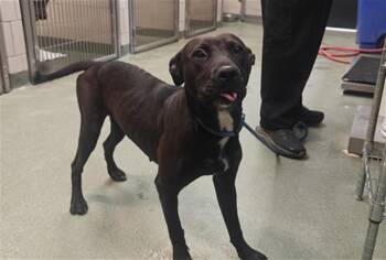 A175851 -  Mixed Breed Dog for Adoption in Santa Fe, New Mexico - A175851 | PetCurious