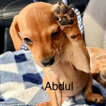 Abdul -  Mixed Breed Dog for Adoption in Brewton, Alabama - Abdul | PetCurious