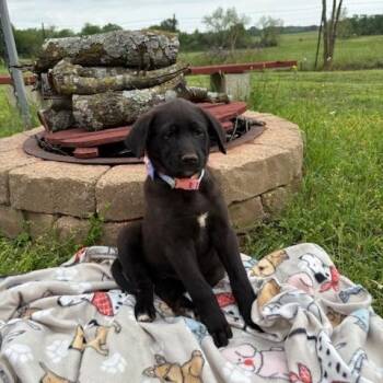 Black Labrador Retriever Dogs Available for Adoption in Quitman, Texas - CHEYENNE | PetCurious