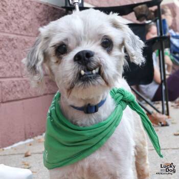 Rescue Shih Tzu Dogs for Adoption in Washington, District Of Columbia - Marbery | PetCurious