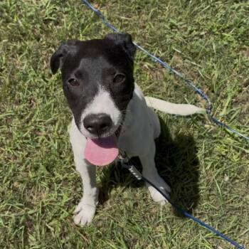 Vada -  Mixed Breed Dog for Adoption in Cleveland, Texas - Vada | PetCurious