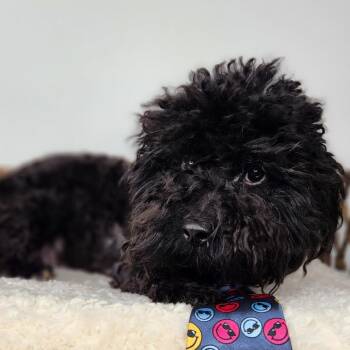Poodle Dogs Available for Adoption in Fort Wayne, Indiana - Smellyante | PetCurious
