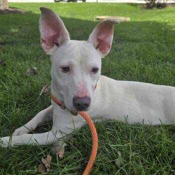 Moonie 22467 -  Terrier and Pit Bull Terrier Dog for Adoption in Cumming, Georgia - Moonie 22467 | PetCurious