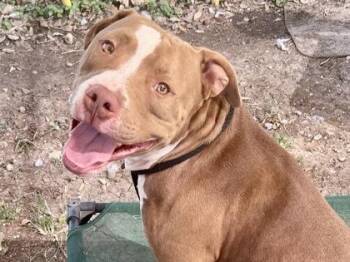 Rescue Mixed Breed Dogs for Adoption in Georgetown, Texas - Bruno | PetCurious