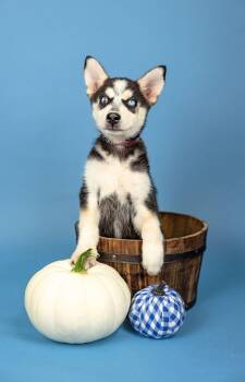 819-26 -  Husky and Great Pyrenees Dog for Adoption in Brighton, Colorado - 819-26 | PetCurious
