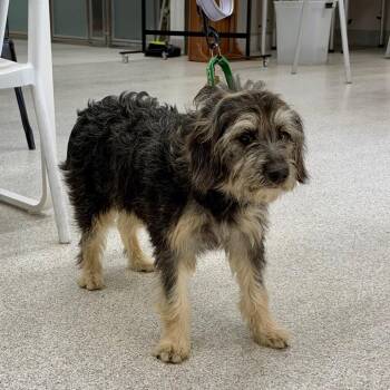 CLARICE -  Terrier and Mixed Breed Dog for Adoption in Richmond, California - CLARICE | PetCurious