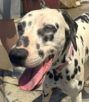 Rescue Dalmatian Dogs for Adoption in Santa Ana, California - Rainbow | PetCurious