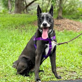 Rescue Shepherd and Pit Bull Terrier Dogs for Adoption in East Hampton, New York - Daisy | PetCurious