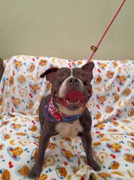 Otis -  American Bully Dog for Adoption in Frazier Park, California - Otis | PetCurious