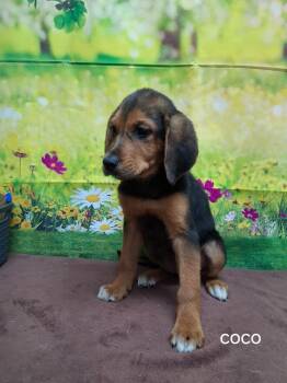 Labrador Retriever Dogs Available for Adoption in Urbana, Ohio - Coco | PetCurious