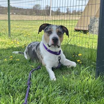 McCoy -  Mixed Breed Dog for Adoption in Uniontown, Pennsylvania - McCoy | PetCurious