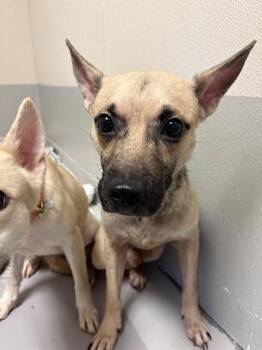 TOTO -  Labrador Retriever Dog for Adoption in Sugar Land, Texas - TOTO | PetCurious