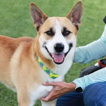 Arthur -  Husky and Mixed Breed Dog for Adoption in Atlanta, Georgia - Arthur | PetCurious
