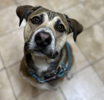 Ombré (mcas) -  Mixed Breed Dog for Adoption in Troutdale, Oregon - Ombré (mcas) | PetCurious