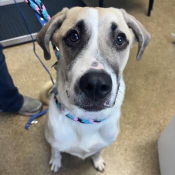Dolly Parton -  Mixed Breed Dog for Adoption in Skokie, Illinois - Dolly Parton | PetCurious