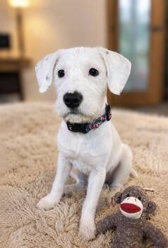 May -  Jack Russell Terrier and Mixed Breed Dog for Adoption in Houston, Texas - May | PetCurious