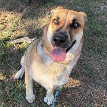 Bo Jones -  Shepherd and Mixed Breed Dog for Adoption in Hawthorne, California - Bo Jones | PetCurious
