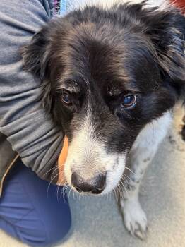 Rescue Border Collie Dogs for Adoption in Bloomington, Indiana - Murdoch | PetCurious