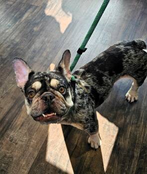 Tilly -  French Bulldog Dog for Adoption in Auburn, Georgia - Tilly | PetCurious