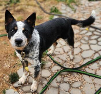 Axle -  Australian Cattle Dog Blue Heeler Dog for Adoption in Manassas, Virginia - Axle | PetCurious