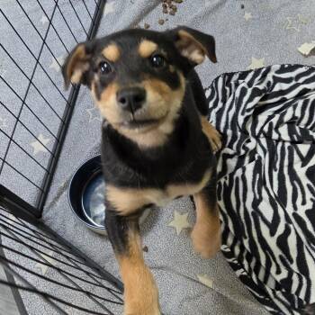 Judge Jeff Jones -  Chihuahua and Mixed Breed Dog for Adoption in Redmond, Washington - Judge Jeff Jones | PetCurious