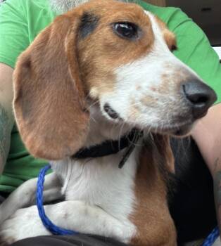 Chance -  Beagle Dog for Adoption in Junction City, Kentucky - Chance | PetCurious
