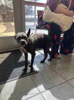 Scottish Terrier Dogs Available for Adoption - ANGEL | PetCurious