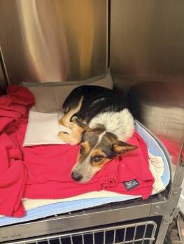 Wally -  Terrier Dog for Adoption in Mobile, Alabama - Wally | PetCurious
