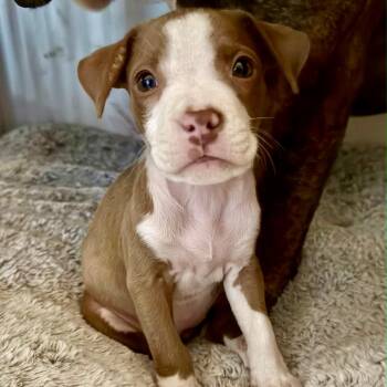 Brooklyn -  Terrier and Boxer Dog for Adoption in Waxhaw, North Carolina - Brooklyn | PetCurious