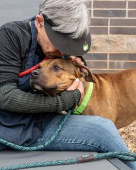 Mixed Breed Dogs Available for Adoption in Chamblee, Georgia - Leprechaun | PetCurious