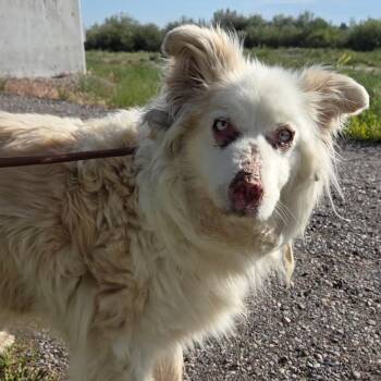 Lotus (BC-Stray-32241) -  Border Collie Dog for Adoption in Idaho Falls, Idaho - Lotus (BC-Stray-32241) | PetCurious