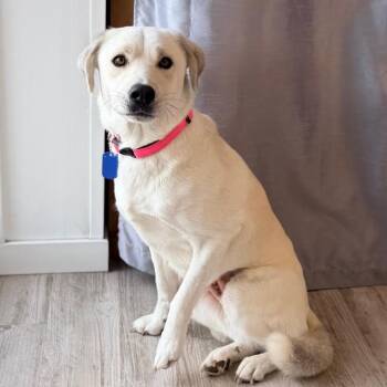 Skye -  Labrador Retriever and Mixed Breed Dog for Adoption in Green Bay, Wisconsin - Skye | PetCurious