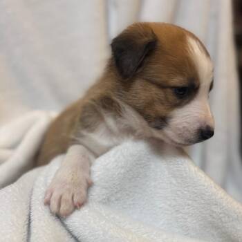 Shepherd and Yellow Labrador Retriever Dogs Available for Adoption - James Dean | PetCurious