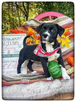 Sailor (in foster care) -  Labrador Retriever and Pit Bull Terrier Dog for Adoption in Sebring, Florida - Sailor (in Foster Care) | PetCurious