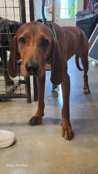 D Michael aka Boone -  Redbone Coonhound Dog for Adoption in Warrenton, Missouri - D Michael Aka Boone | PetCurious