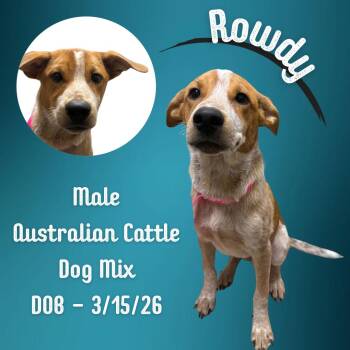 Rowdy -  Australian Cattle Dog Blue Heeler Dog for Adoption in Caldwell, Texas - Rowdy | PetCurious