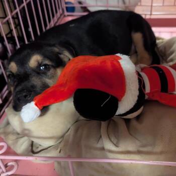 Soot Sprite -  Mixed Breed Dog for Adoption in Buffalo, Minnesota - Soot Sprite | PetCurious