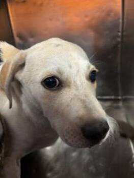 61298982 -  Retriever and Mixed Breed Dog for Adoption in El Paso, Texas - 61298982 | PetCurious