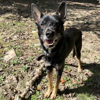 Rescue Shepherd and Miniature Pinscher Dogs for Adoption in Lyndhurst, Virginia - Yoda | PetCurious