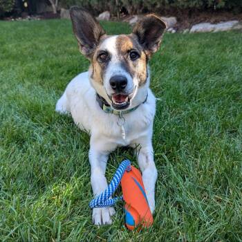 Nucita -  Mixed Breed Dog for Adoption in Mississauga, Ontario - Nucita | PetCurious